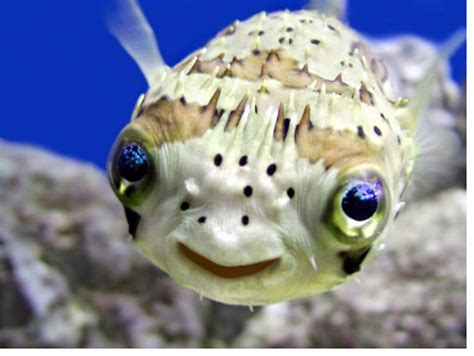 Mighty Lists 10 Smiling Animals
