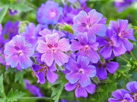 Learn about 62 purple flower types, plus other types of flowers and the meaning of rose colors. Top Purple Annual Flowers for Your Garden | HGTV