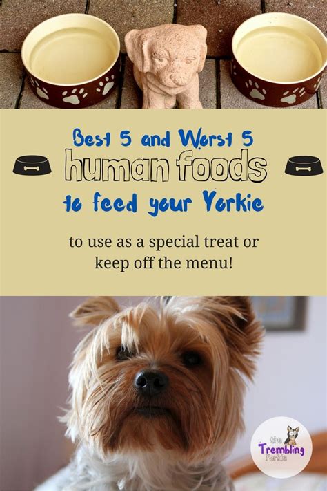 Our top 15 picks in 2021. 5 of the Best and Worst "People Foods" To Give Your Yorkie ...