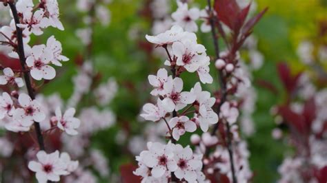 Check Out These Small Flowering Trees For Small Spaces Arbor Day Blog