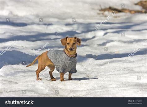 Dachshund Going For A Walk In The Snow Stock Photo 10772071 Shutterstock
