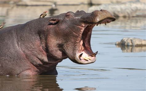 When you think about migration, you probably think of birds. 11 Worst Awful Ways to Die by Animals - Page 9 of 11 - PopLyft