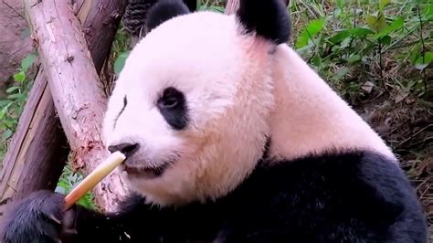 Panda Cute Panda Eating Youtube