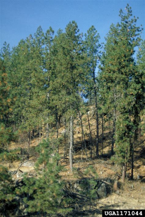 Ponderosa Pine Pinus Ponderosa