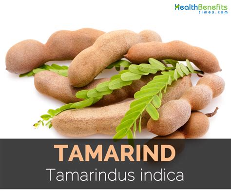 Top Health Benefits Of Tamarind Hb Times