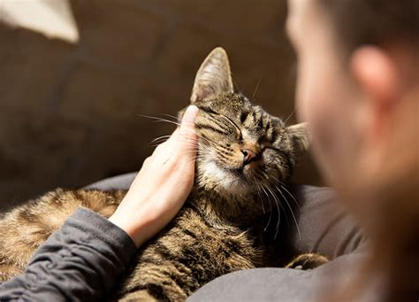 The 11 Most Affectionate Cat Breeds Yes They Do Exist