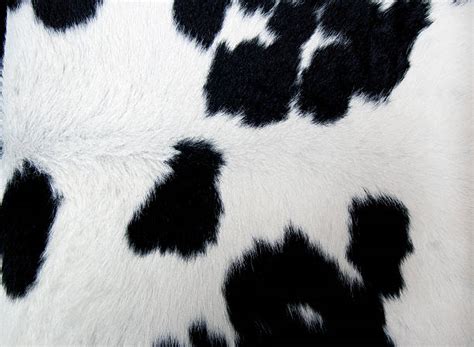 Royalty Free Cow Spots Pictures Images And Stock Photos Istock