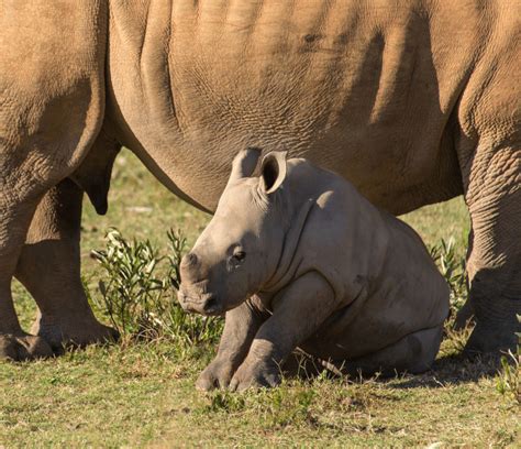 The Little Giants A Journey Through 7 Fascinating Baby Rhino Facts
