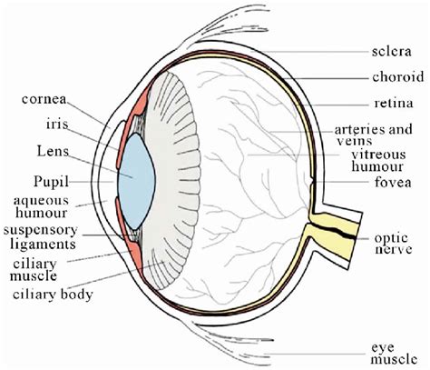 Cross Sectional Diagram Of Human Eye 1 Download Scientific Diagram