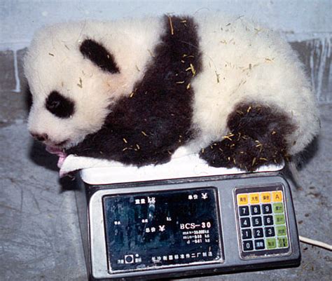 Großer Panda Wwf Junior
