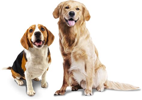 Download HD Confira Nossas Marcas De Produtos Para Cães - Animal Photo White Background ...