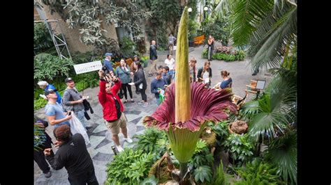 The corpse flower is a malevolent plant species that rises from atop the grave of an evil necromancer or powerful undead. 9 things to know about the corpse flower | 13newsnow.com