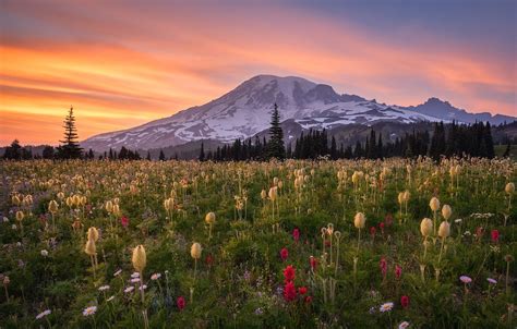 Wallpaper Sunset Flowers Mountains Meadow Mount Rainier The