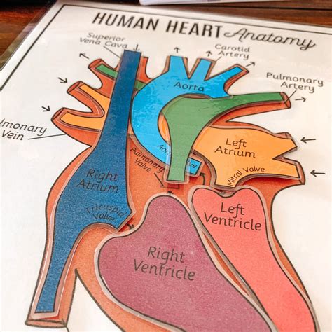 Human Heart Anatomy Printable Activity And Vocabulary Arrows And Applesauce