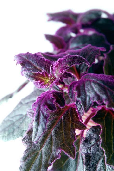Purple Velvet Plant Gynura Aurantiaca Growing And Caring Tips