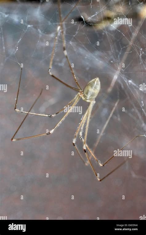 Daddy Long Legs Spider Pholcus Phalangioides Stock Photo Alamy