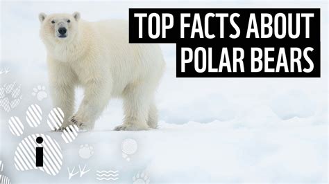 Top Facts About Polar Bears Wwf Youtube
