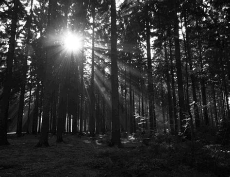 Black and white forest background clipart images gallery for free. Forest Light GIFs - Find & Share on GIPHY