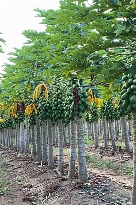 Solo Papayas Growing As Far As The Eye Can See This Sweet Fruit Is