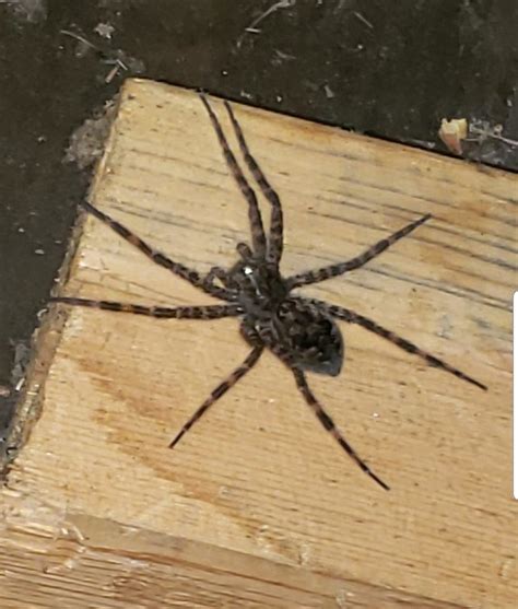 Dolomedes Tenebrosus Dark Fishing Spider In Niagara Falls New York