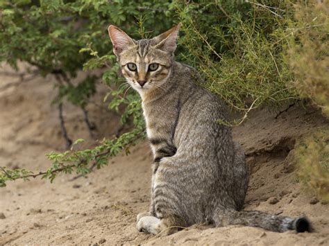 The Genes That Turned Wildcats Into Kitty Cats Science Aaas