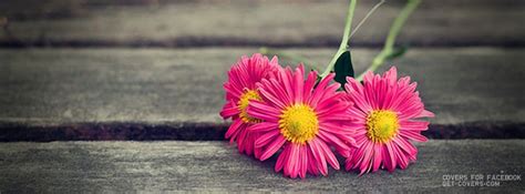 Pink Daisies Facebook Covers Facebook Profile Covers Fb Cover