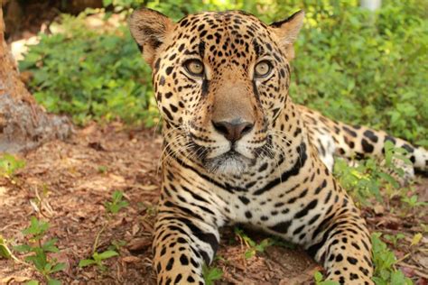 We did not find results for: En la Moskitia se liberarán los jaguares rescatados ...