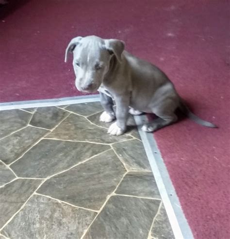 Pitbull puppies for in sale usa and canada. American Pit Bull Terrier Puppies For Sale | Fayetteville ...