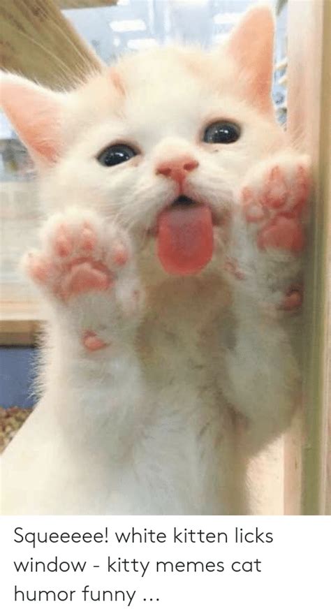 Squeeeee White Kitten Licks Window Kitty Memes Cat