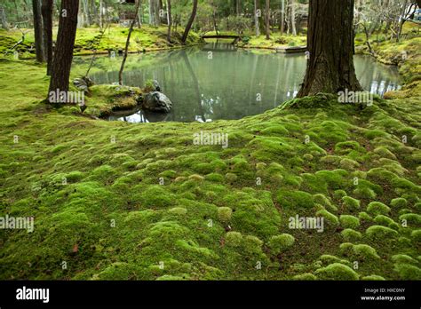 Japanese Moss Garden Kyoto Lo Fitoons