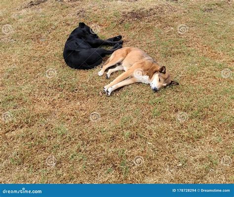 Two Stray Dogs Taking A Nap In The Afternoon Hours On A Meadow Stock