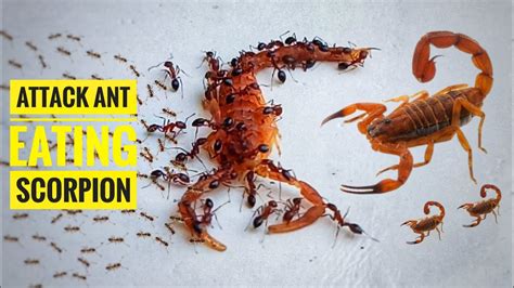 Attack Ant Eating Scorpion Ant Video 2023 Nawaja Ansari Youtube