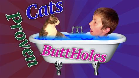 Cats Proven Buttholes Youtube