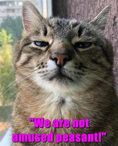 We Are Not Amused Peasant Lolcats Lol Cat Memes Funny Cats