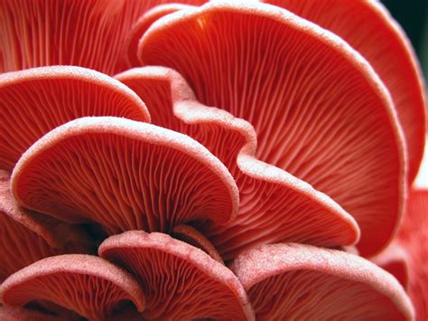 Pink oysters | Western Pennsylvania Mushroom Club
