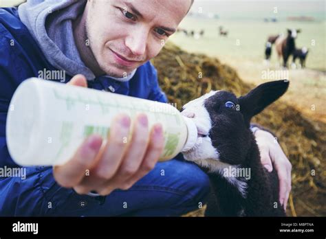 Young Man Holding Lamb Hi Res Stock Photography And Images Alamy