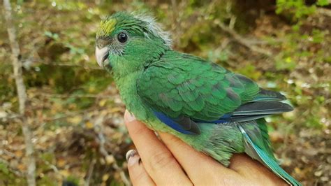 Rare New Zealand Parakeet Has Best Breeding Season In Decades Bbc News