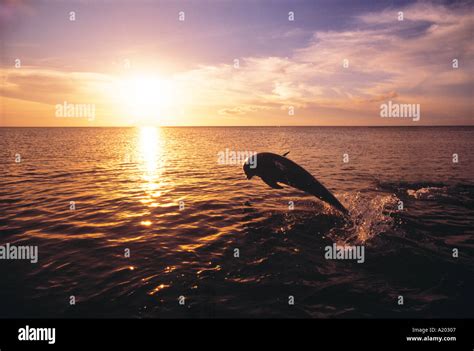 Bottlenose Dolphin Jumping At Sunset Tursiops Truncatus Stock Photo Alamy