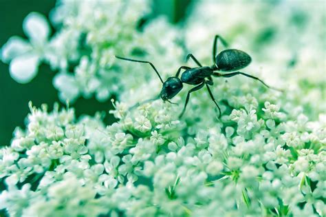 Kitchen salt boric acid essential oils vaseline apart from the tips, here are a few more recommendations: Borax and Boric Acid for Insect Control - Dodson Pest Control