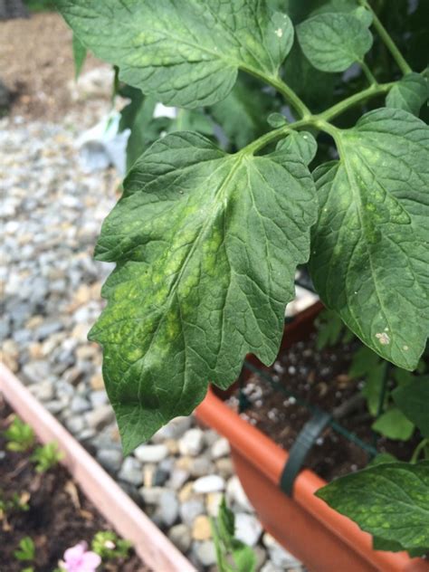 Avoid ammoniacal nitrogen fertilizers for sidedress applications (beside or around the plants), as ammoniacal nitrogen also will compete with calcium for uptake. Tomato Nutrient Deficiency