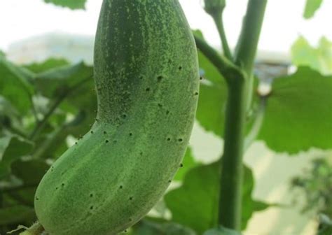 How To Grow Cucumbers Indoors Steps The Tech Edvocate