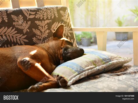 Dog Sleeping On Sofa Image And Photo Free Trial Bigstock