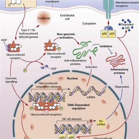 General Mechanism Of Action Of Glucocorticoids Glucocorticoid Receptor Download Scientific