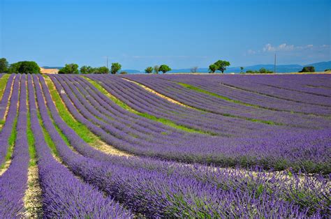 Lavender Fields In Provence France Lavender Fields Outdoor Farmland