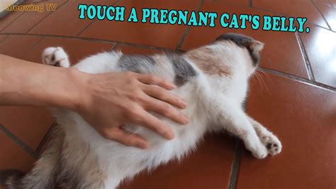 Touch A Pregnant Cats Belly Youtube