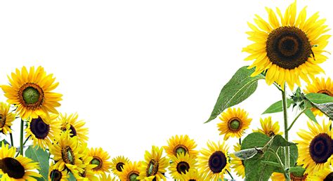 Sunflower Widescreen Wallpapers Desktop Background