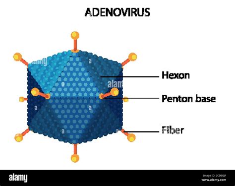 Diagrama De Estructura De Adenovirus En La Ilustración De Fondo Blanco