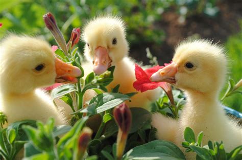 Cute Baby Animals Spring Wallpapers Wallpaper Cave