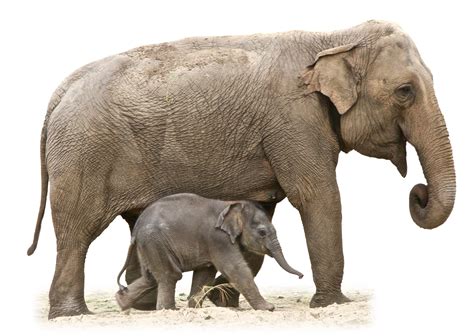 Animal Elephant And Baby Png Transparent Background Free Download