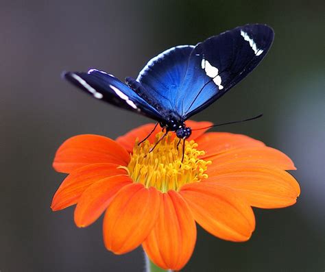Blue And Orange Butterfly On Flower Butterfly Kisses Butterfly Wings Butterfly Place Orange